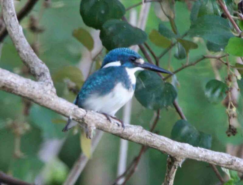 Image of Alcedo Linnaeus 1758