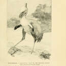 Image of Phorusrhacos Ameghino 1887