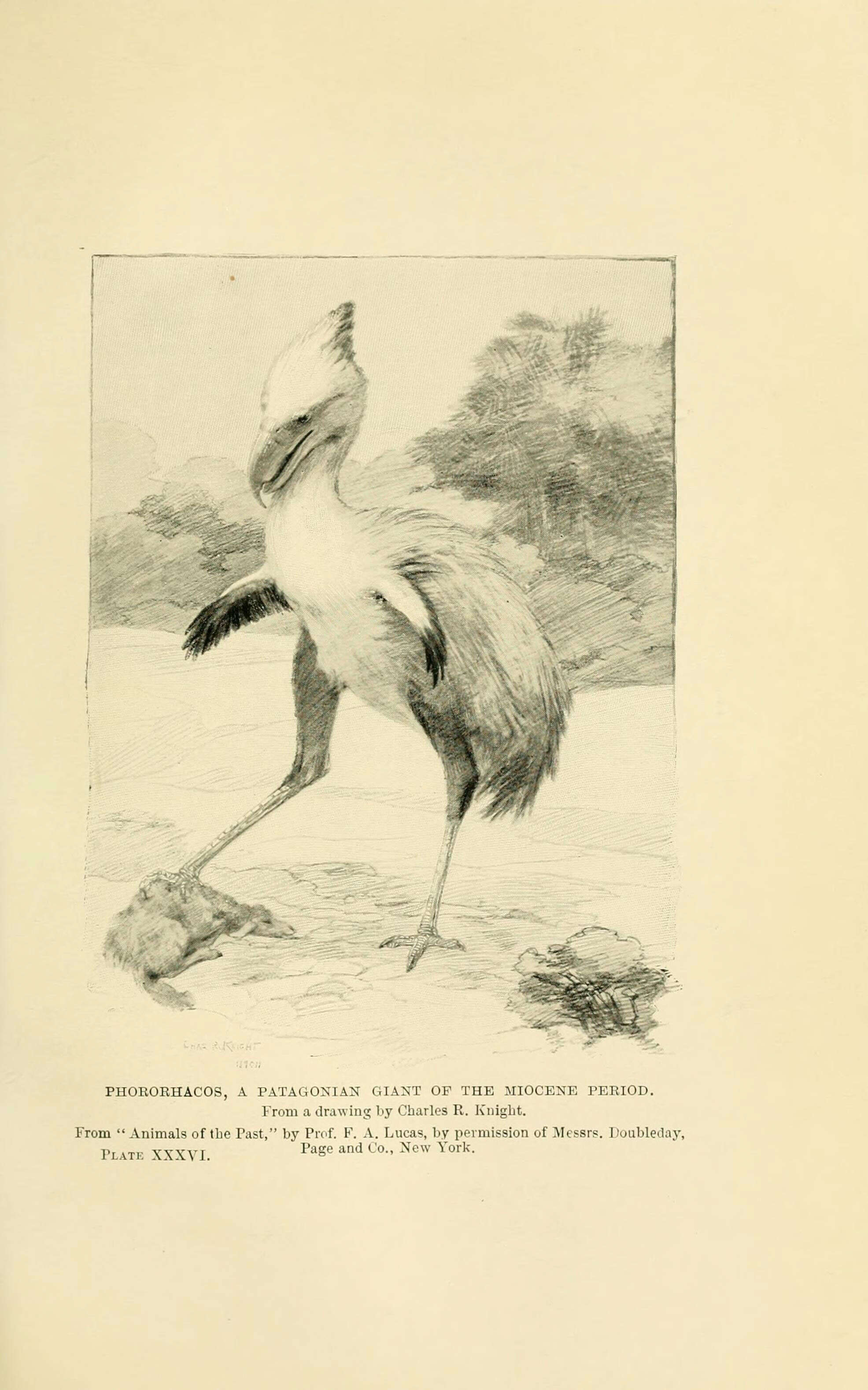 Image of Cariamiformes