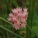 Image of Red Milkweed