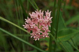 Image of Red Milkweed