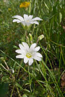 Imagem de Cerastium arvense subsp. strictum (L.) Gaudin