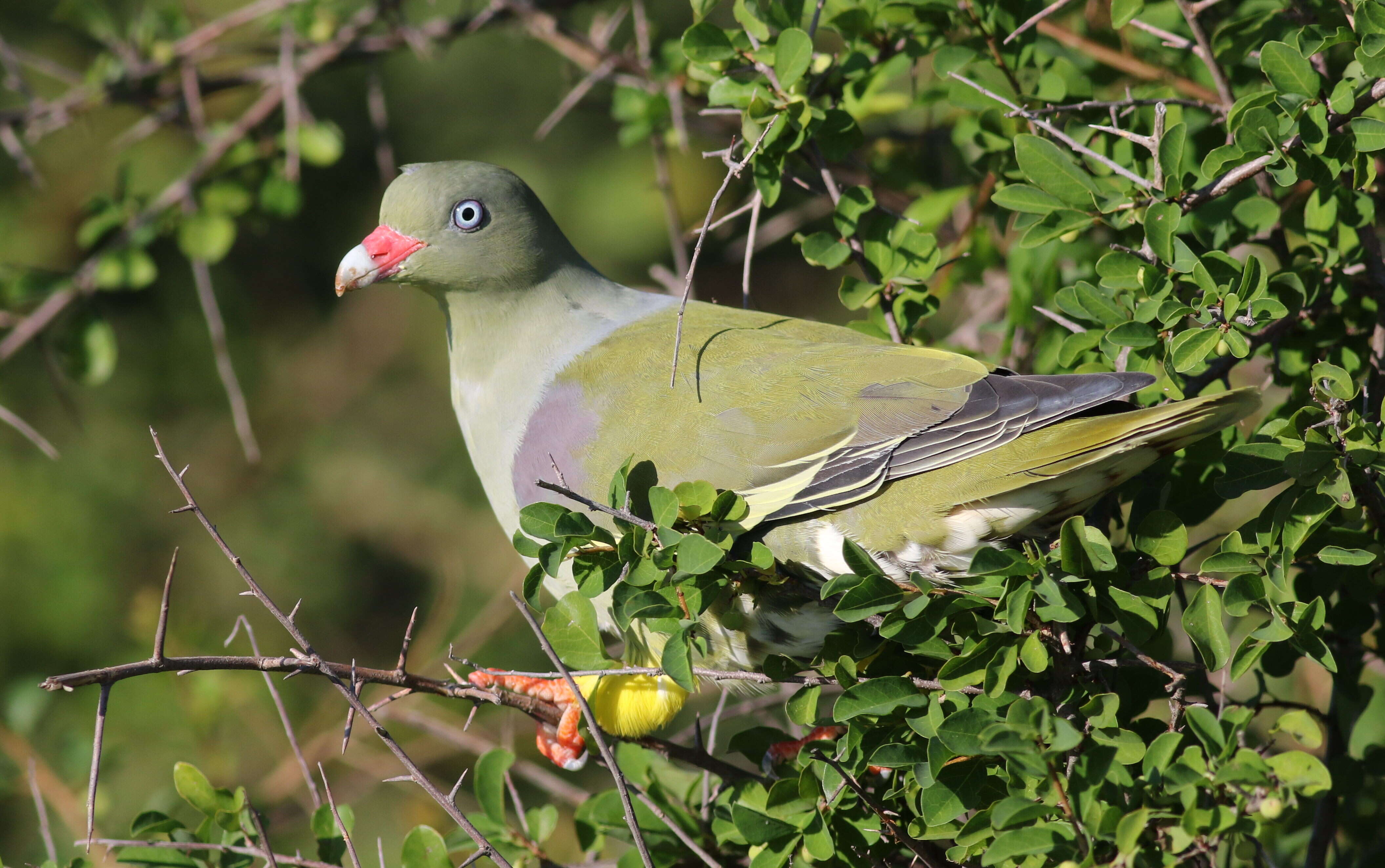 صورة Treron calvus (Temminck 1811)