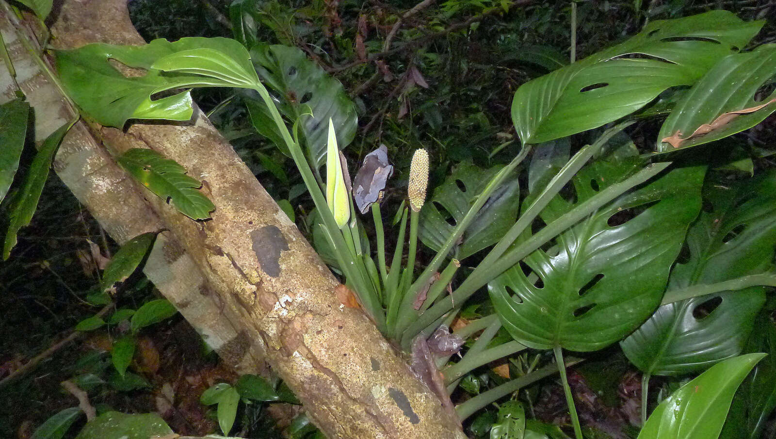 Image of Adanson's monstera