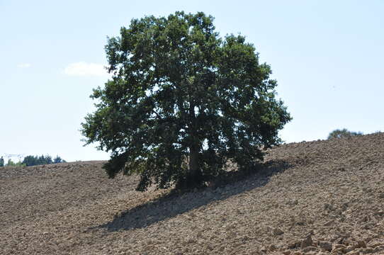 Image of Italian oak