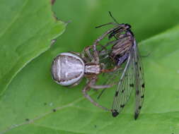 Image of scorpionflies