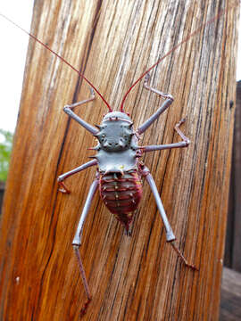 Image of Armoured Katydid