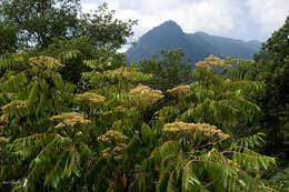 Image of tree-of-heaven