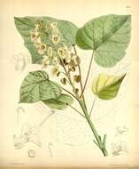 Image of catalpa