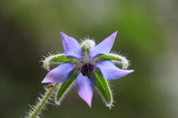 Image of borage