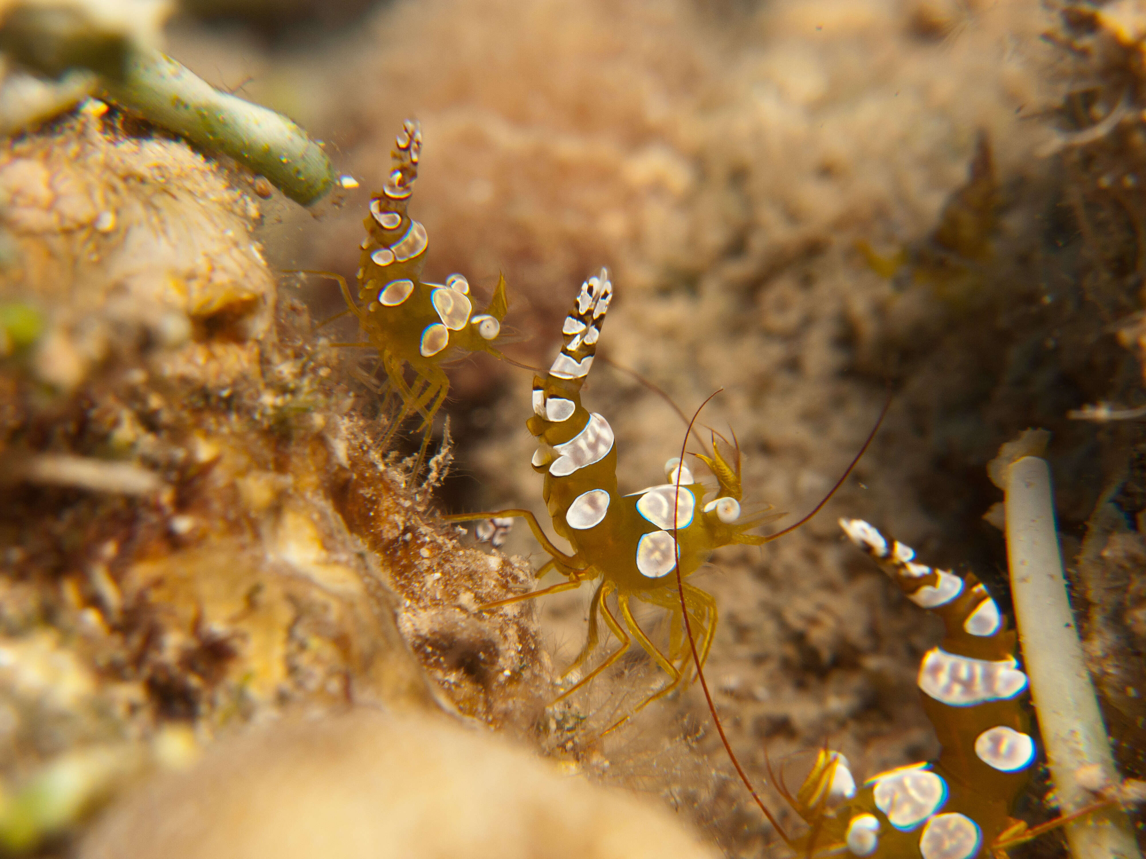 Image of Sexy shrimp