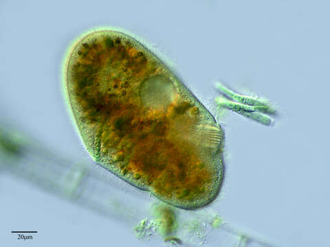 Image of Nassophorea