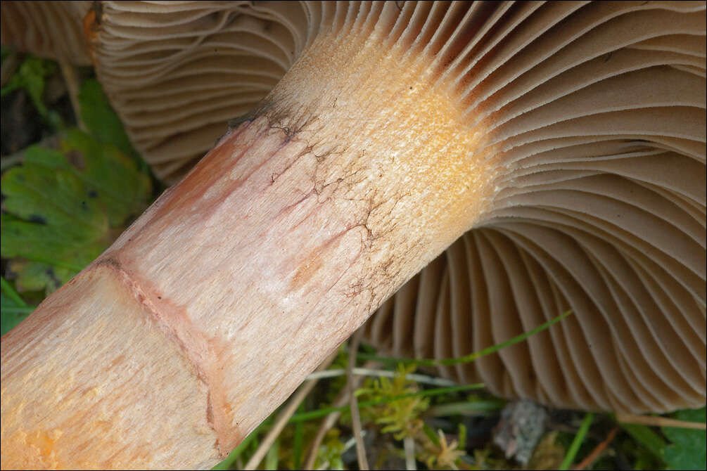 血紅色钉菇的圖片