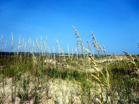 صورة Uniola paniculata L.