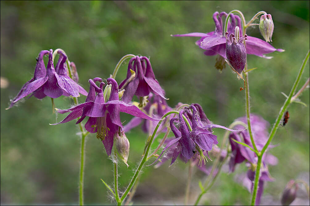 Image of Bulgarian Columbine