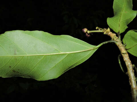 Image of Dendropanax caucanus (Harms) Harms