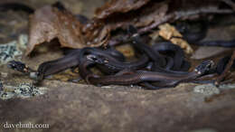 Image of brown-bellied snakes