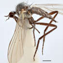 Image of Rhamphomyia janovensis Bartak 1981