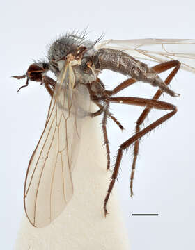 Image of Rhamphomyia janovensis Bartak 1981