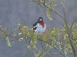 Image of Rose-breasted Grosbeak