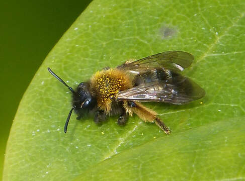 Image of Andrena nigroaenea (Kirby 1802)