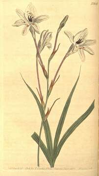 Image of Ixia paniculata D. Delaroche