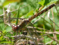 Image of Band-winged Dragonlet