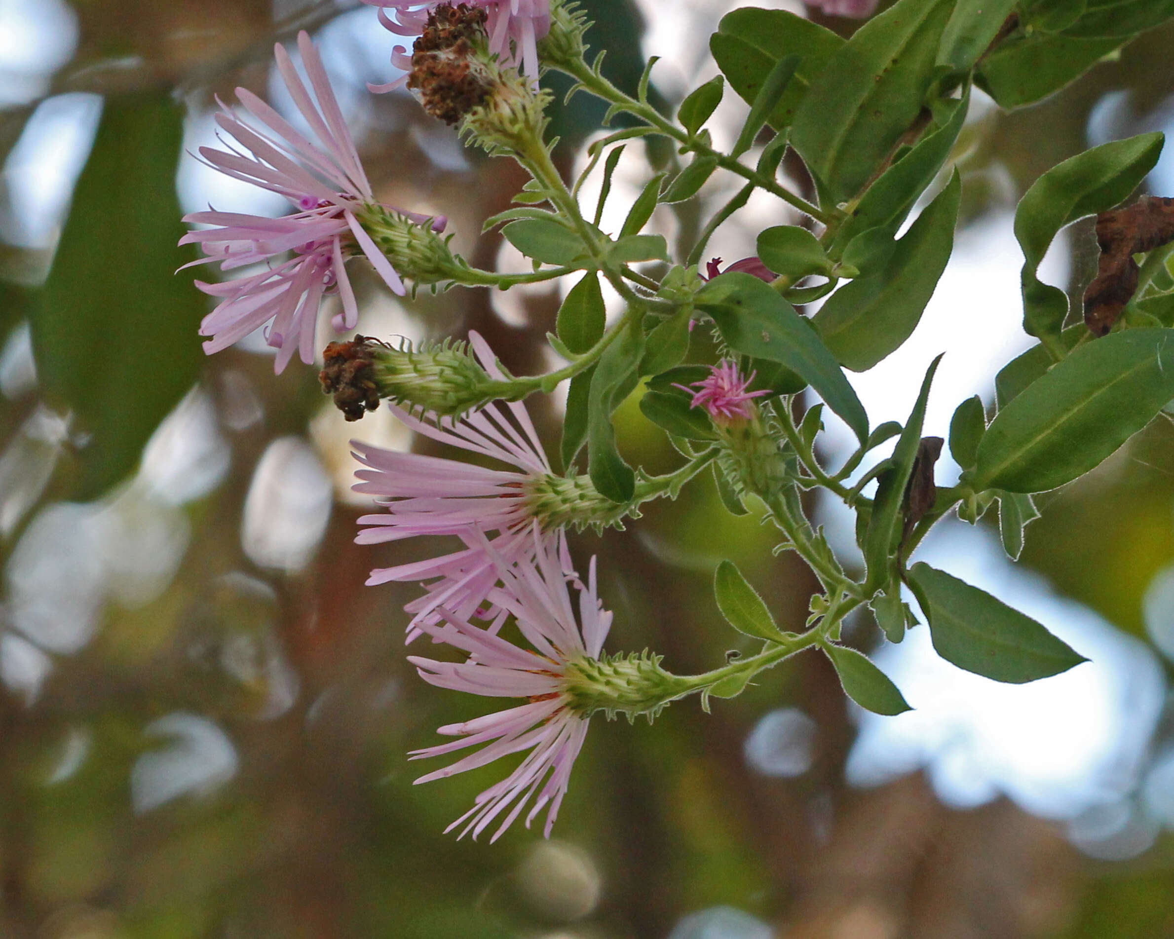 Image of climbing aster