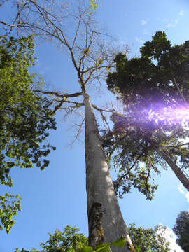 Image of kapoktree