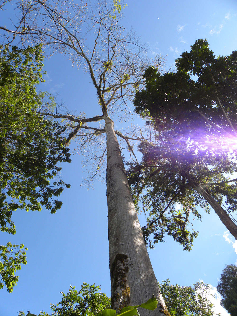 Image of ceiba