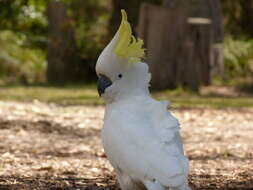 Image of Sulphur-crested Cockatoo