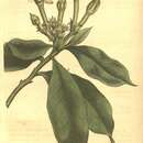 Image of Thevetia ahouai (L.) A. DC.