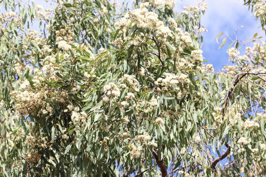 Слика од Eucalyptus similis Maiden