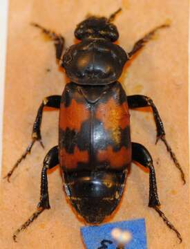 Image of Nicrophorus (Nicrophorus) basalis (Faldermann 1835)