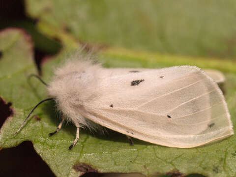 Image of Spilosoma Curtis 1825