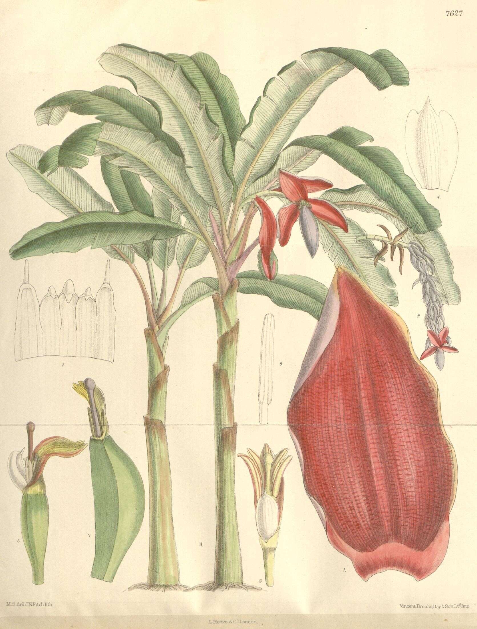 Image of Musa balbisiana var. bakeri (Hook. fil.) Häkkinen