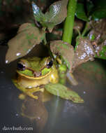 Image of Mexican Treefrogs