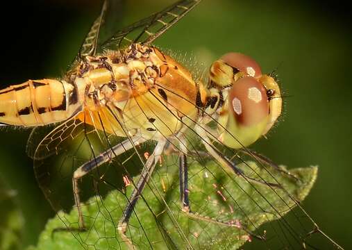 Image of Red Percher Dragonfly