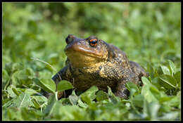 Image of Nile Valley Toad