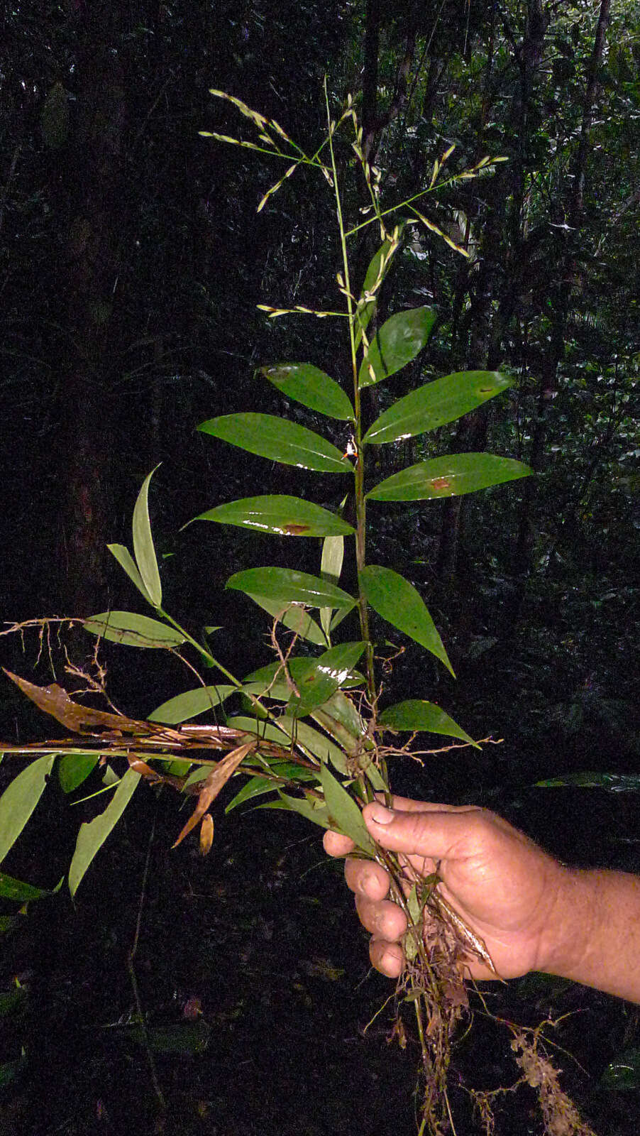 Image of creeping stalkgrass