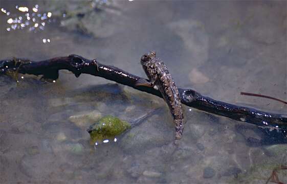 Image of Common mudskipper