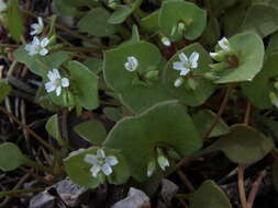 Image of redstem springbeauty