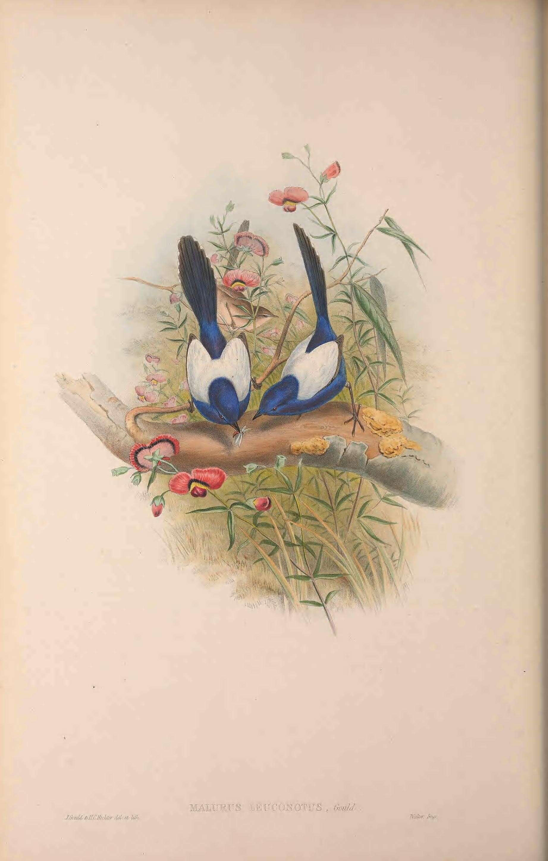 Image of White-winged Fairy-wren