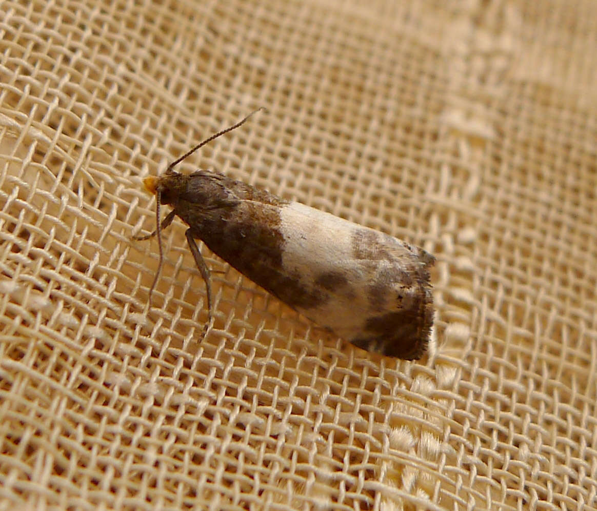 Image of Moth