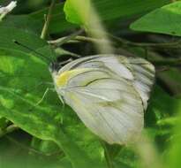 Image of Western Striped Albatross