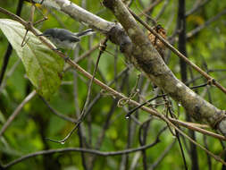 Image of gnatcatchers