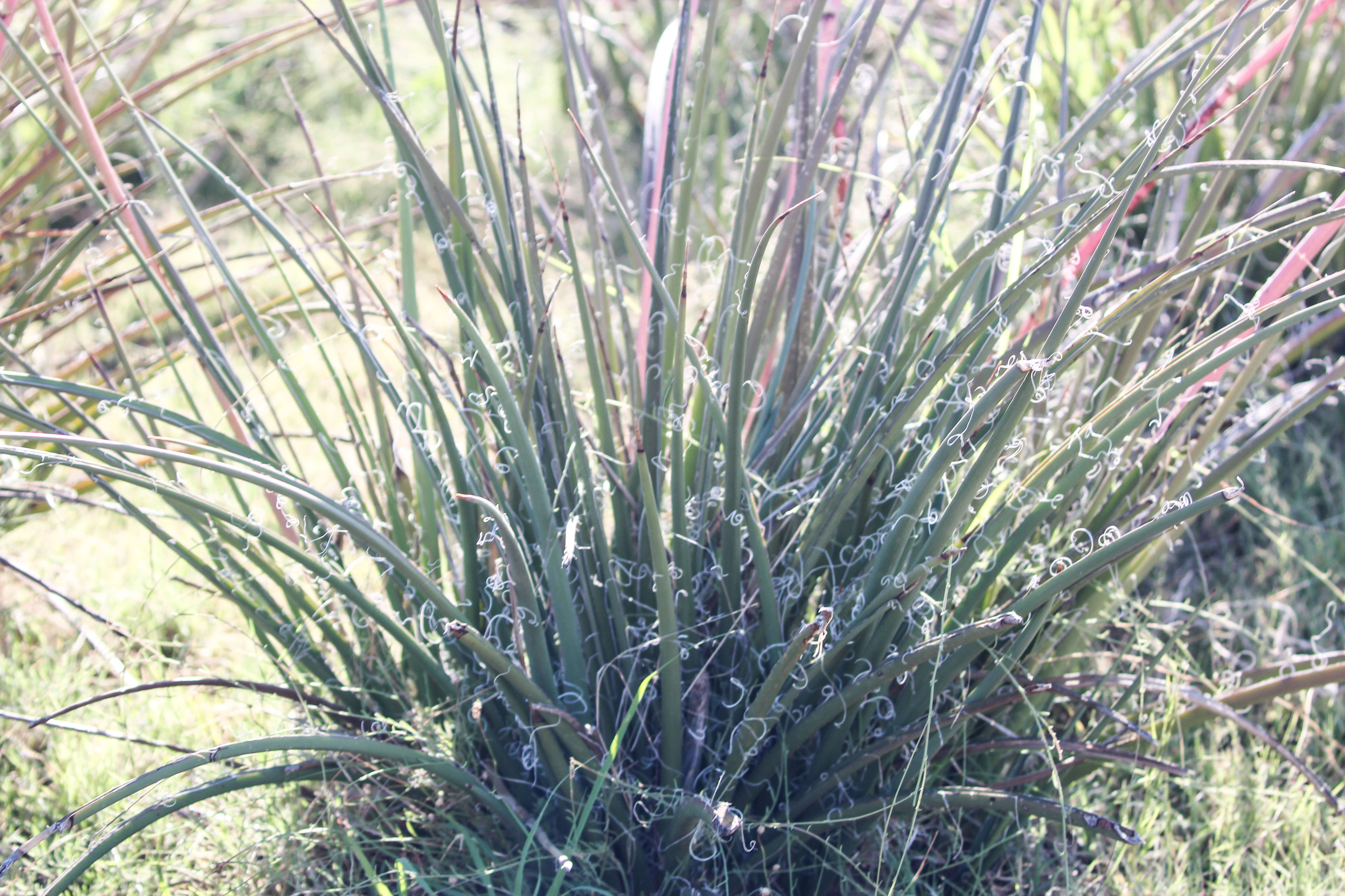 Image of false yucca