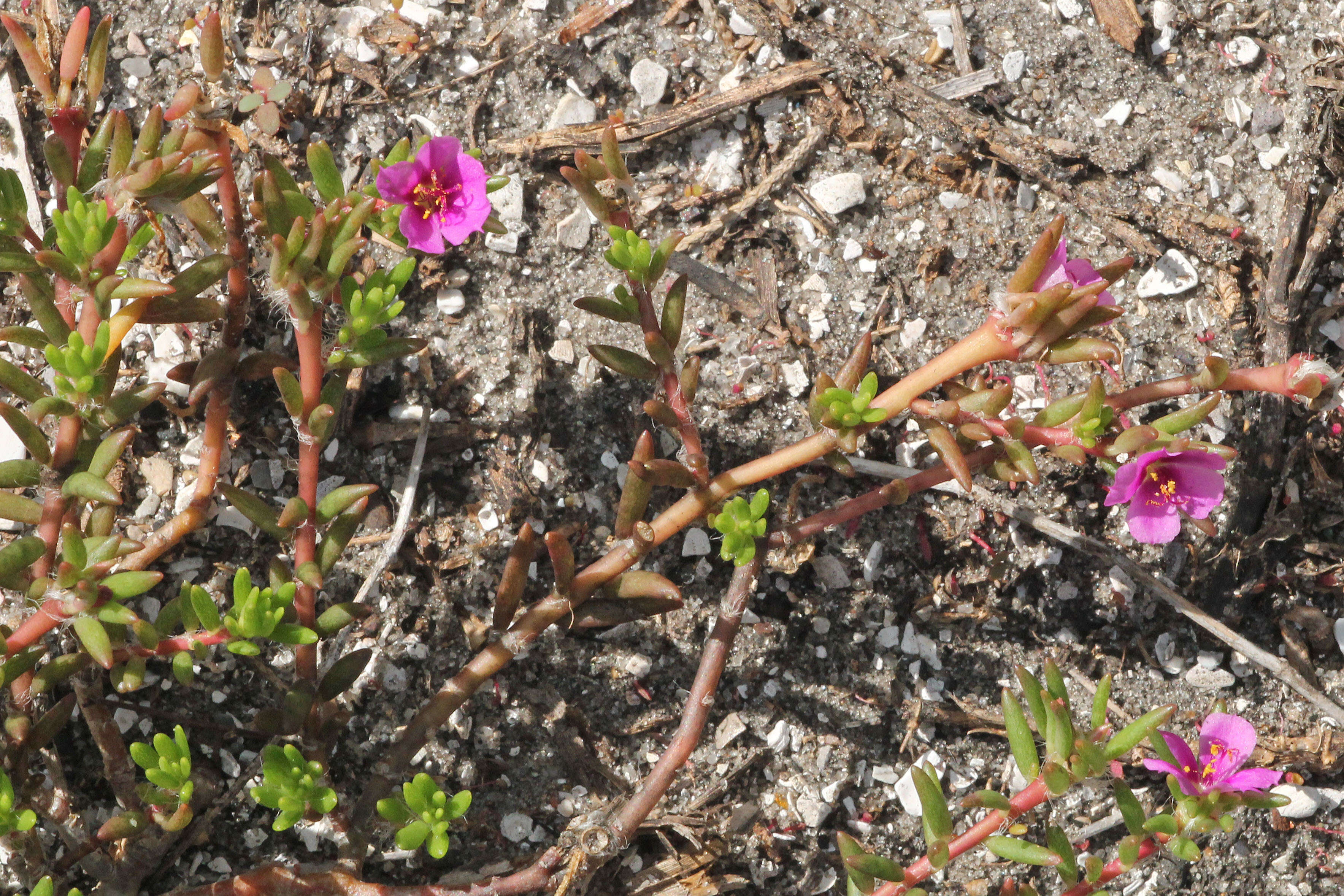 Portulaca pilosa L. resmi