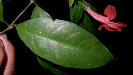 Image of Ruellia affinis (Schrad.) Lindau