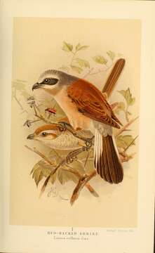 Image of Red-backed Shrike